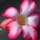 Desert Rose